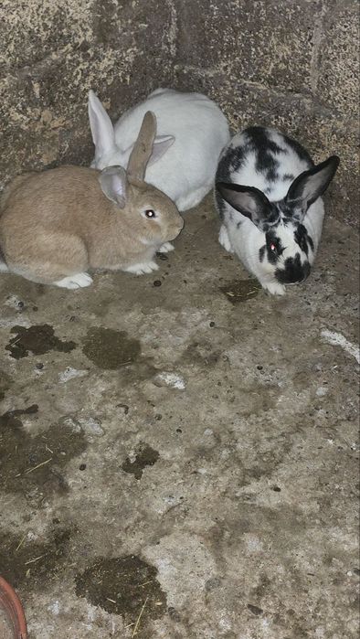 Домашний кролик оптом и в розницу