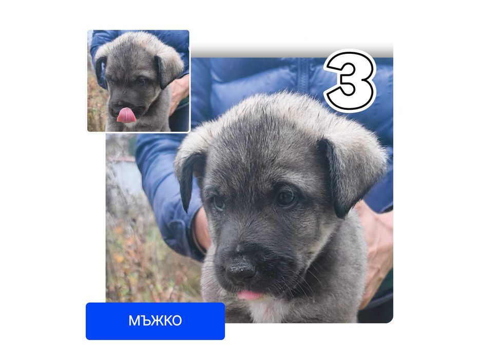 Подарявам кученца (3 броя)