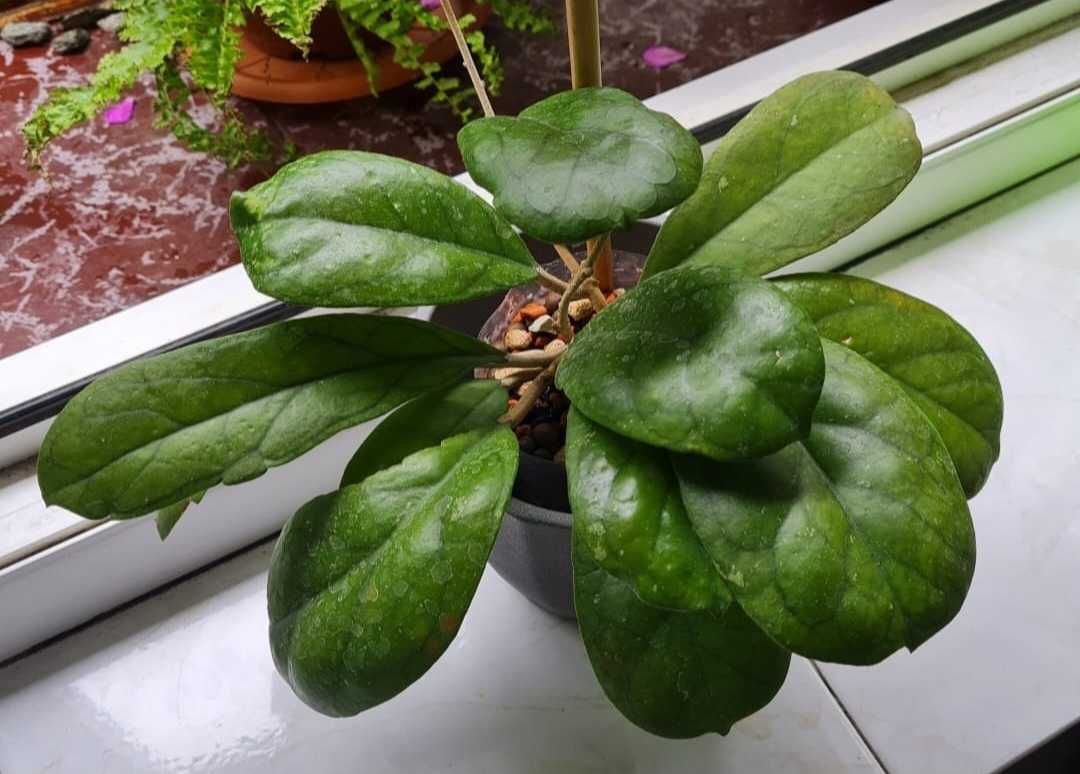 Hoya viola floare de ceara