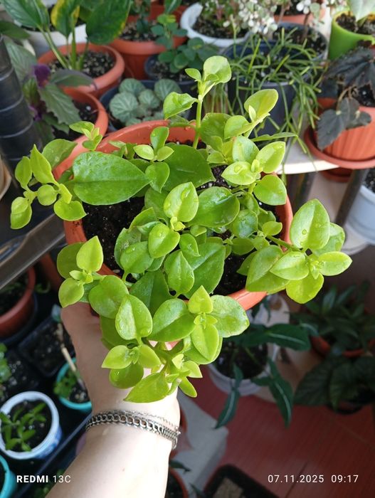 Продам комнатные растения