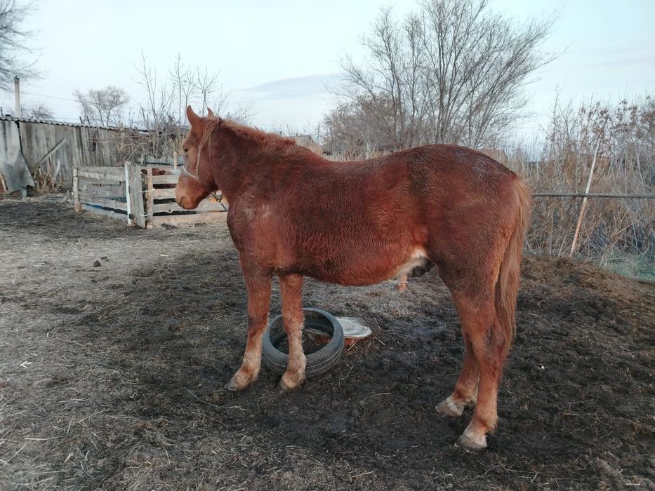 Продам жеребца..