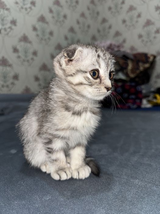 Scotish fold mushukcha