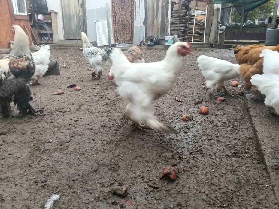 Vând cocoși Brahma