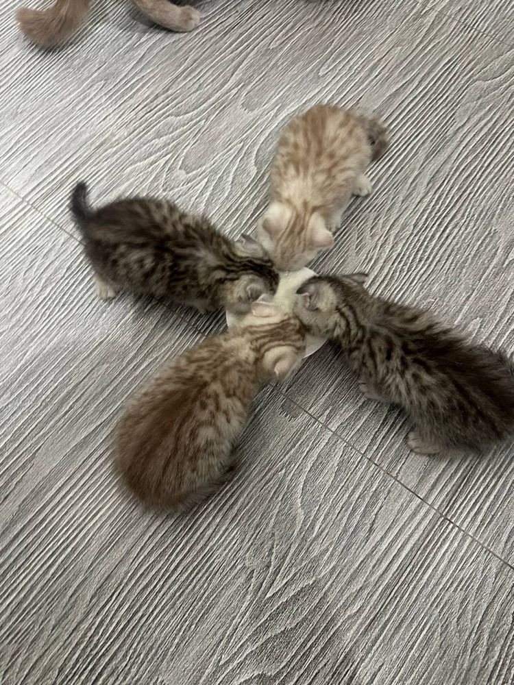 продаютя котята скотиш фолд и страйт