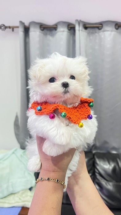 Bichon maltez mini toy