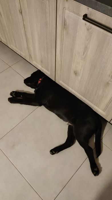 Labrador , pedigree tip A