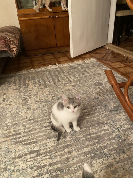 Ищем добрых хозяев для котенка