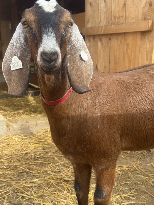 Ieduta Anglo Nubiana cu pedegree