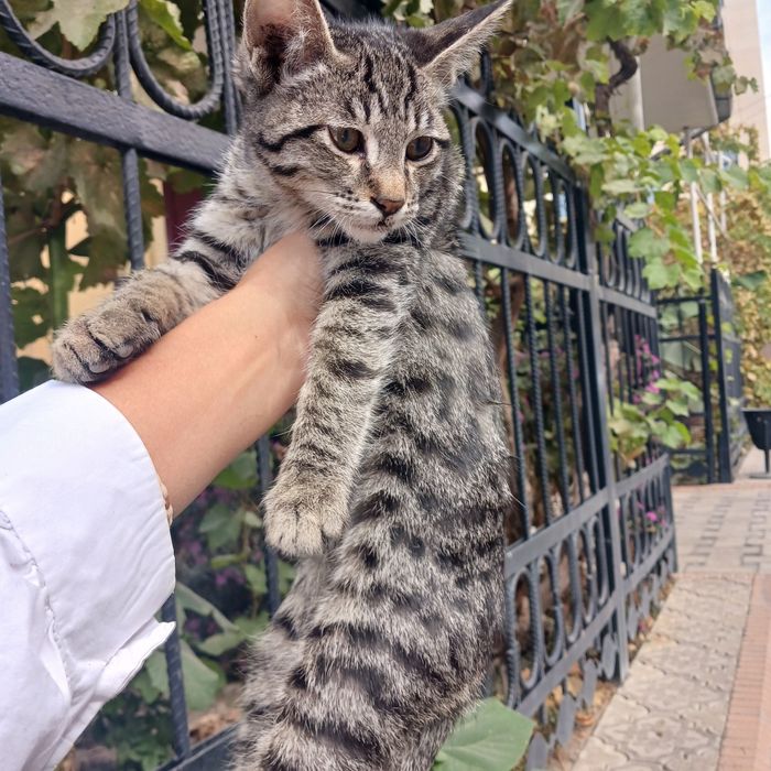 Котята отдаются в добрые руки
