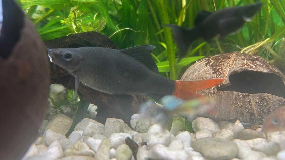 Labeo bicolor - Rechinul cu coada rosie