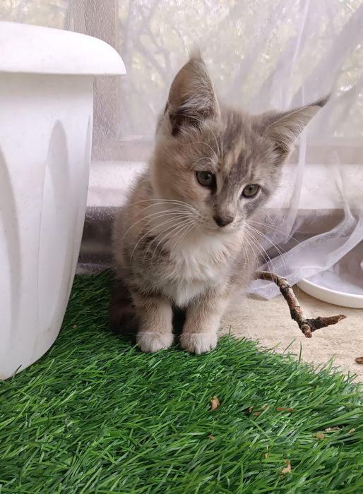 Котята бесплатно