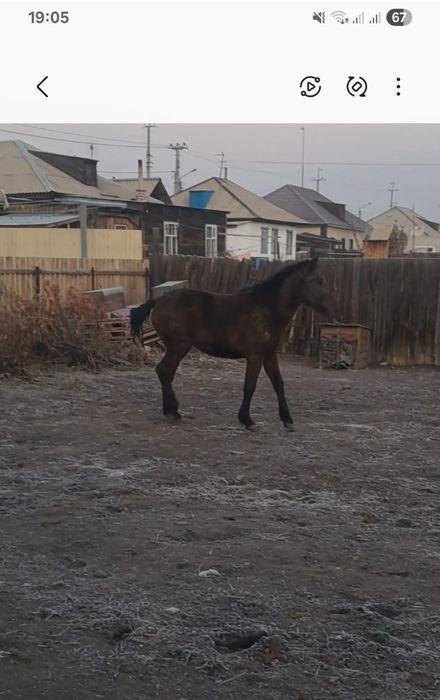 1,5 ұрғашы, жемде тұрғанына екі жарым ай болды, семіз, бағасы 450 000