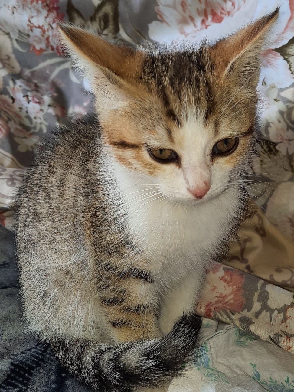 Котенок ищет дом!!!