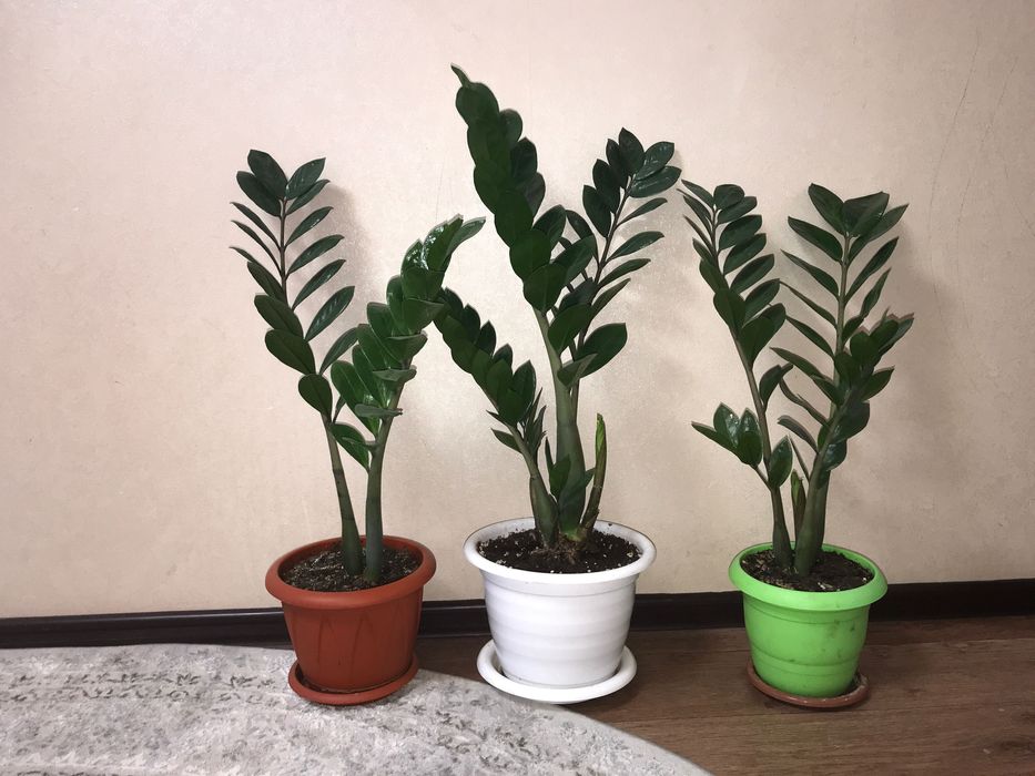 Продам цветы.Фиалка,Женское счастье, Алое,Долларовое дерево.Колеус