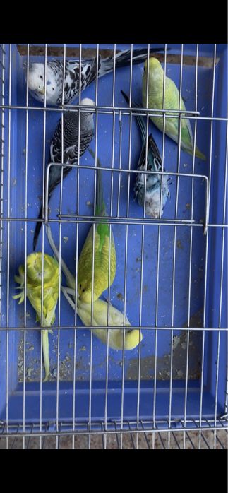 Toti sotiladi tayyor parala optim sotiladi Popugay totiqush totilar