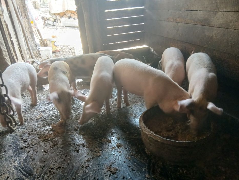 Продават се малки прасета,добри са за дамазлйк