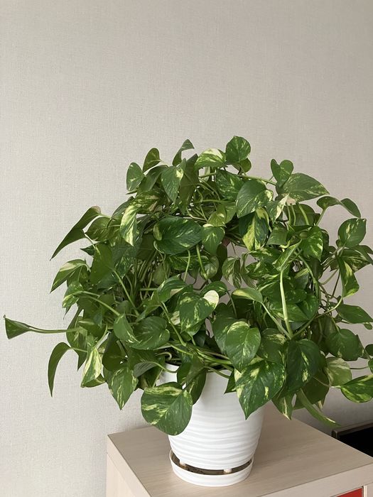 Продам комнатные цветы