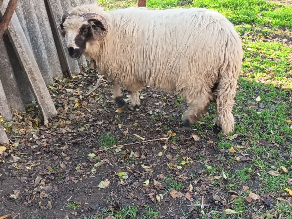 Vând 2 berbecuți de anul acesta