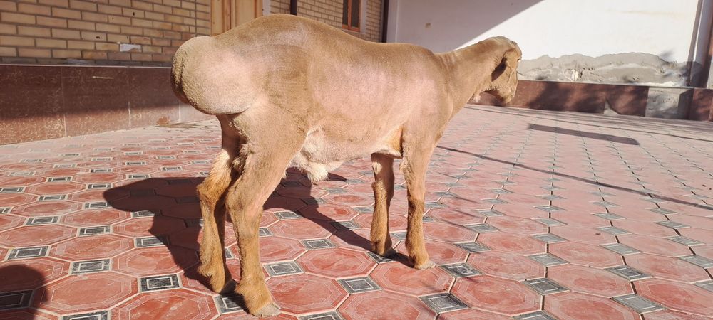 Arashan quyi , 1 yoshga tulmagan. Buxoro, Geofizika