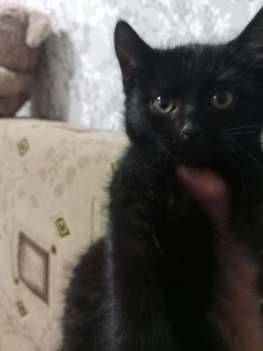 Котенок в добрые руки