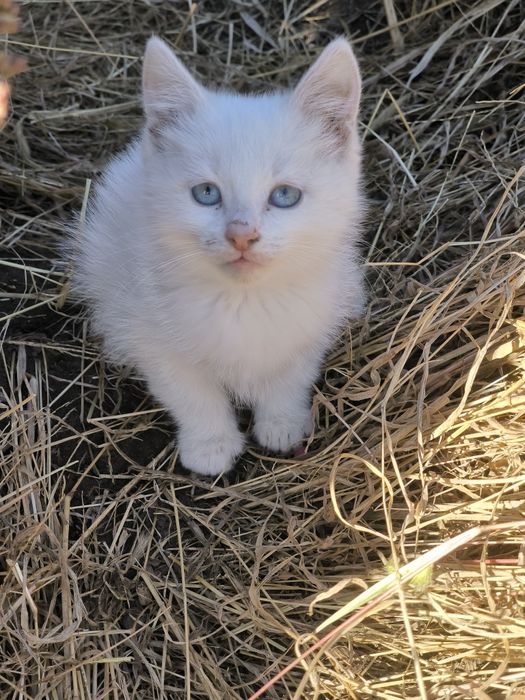 Котята девочки 2 мес