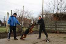 Dresaj Canin servicii canine.