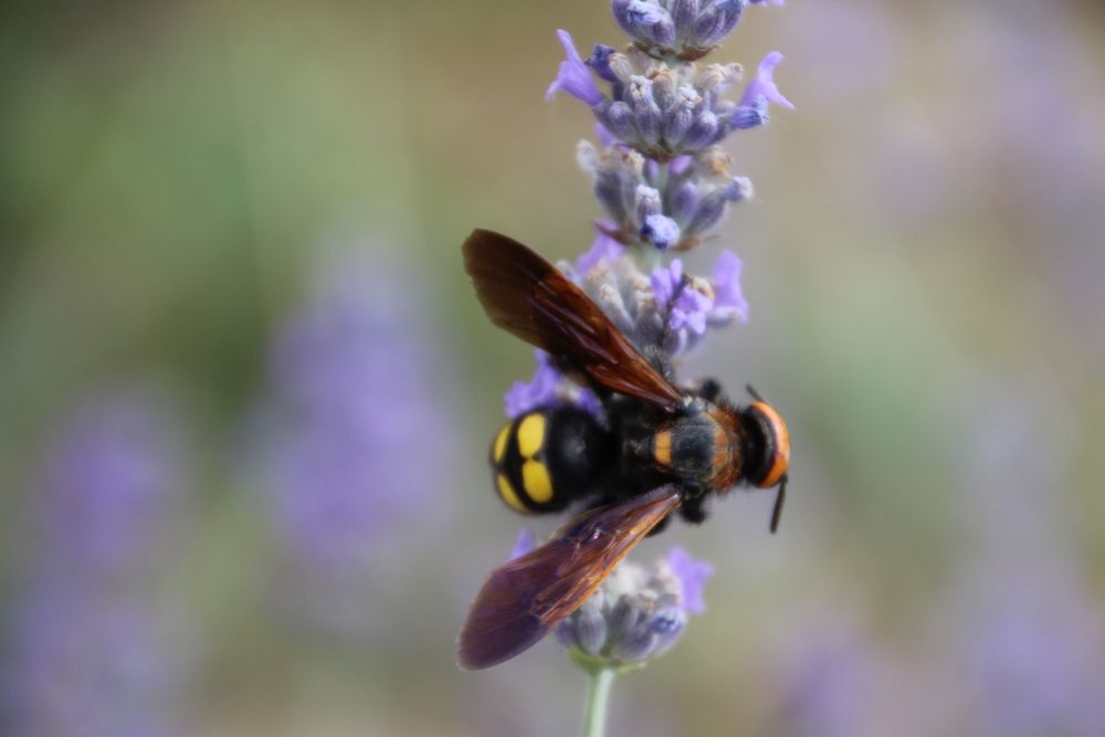 Canon 600D cu accesorii