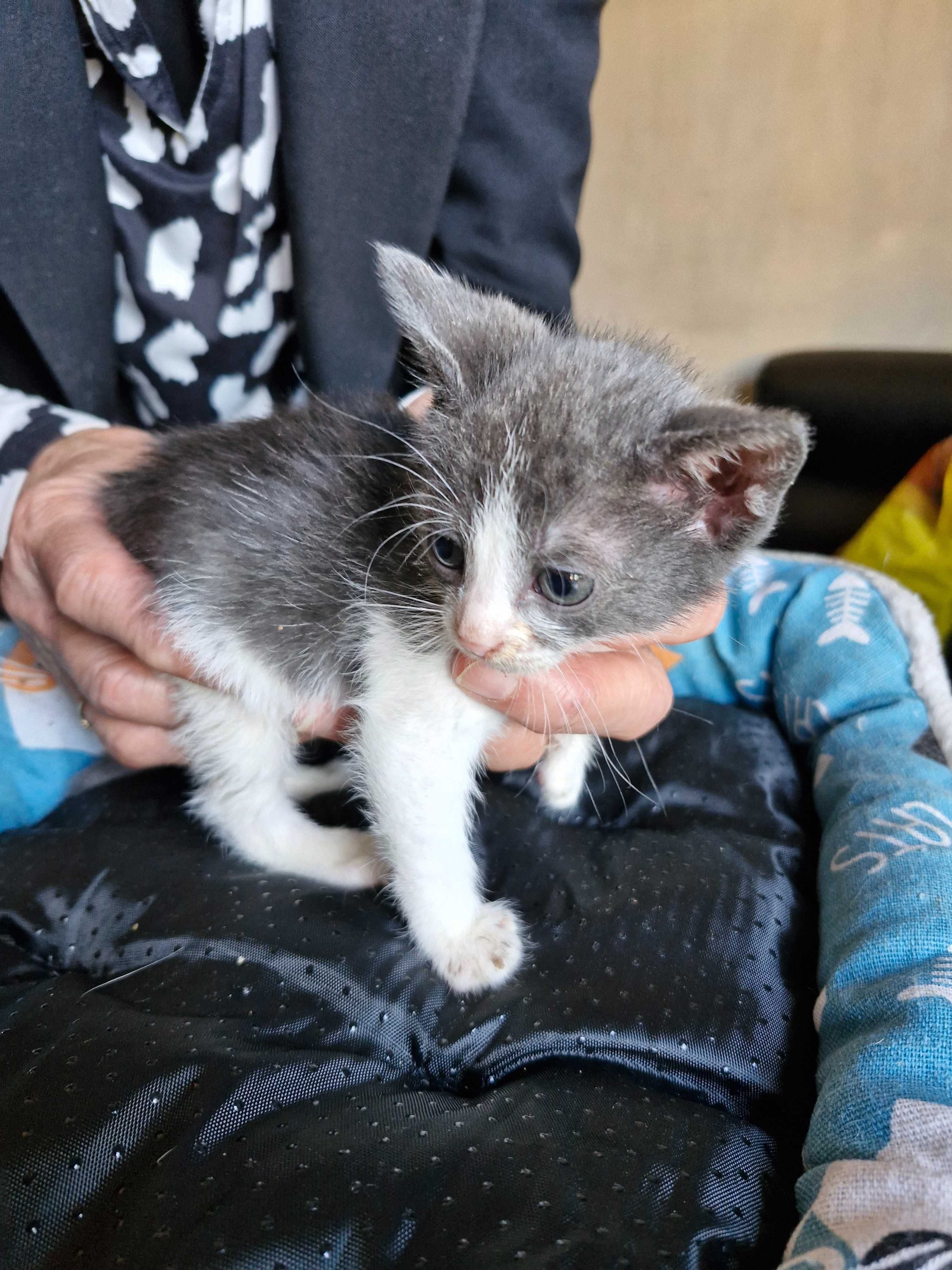 котенца котета на 2 мес.