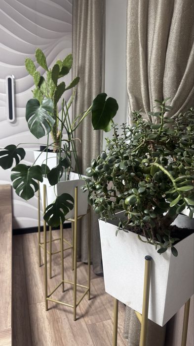 Комнатные цветы и декоративные деревья в горшках