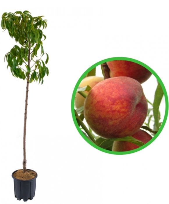 Pomi Fructiferi La Ghiveci  PIERSIC