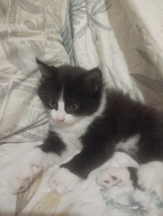 Милые котятки ищут себе семью