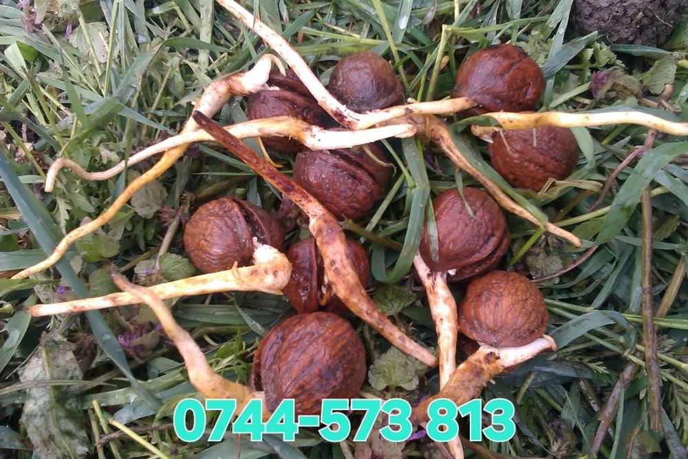 Livram;Plantam Nuci Chandler Aluni Soi.Ciresi. Paulownia RO UE