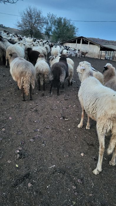 Vând oi și capre