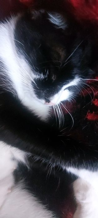 Foster voluntar animale companie