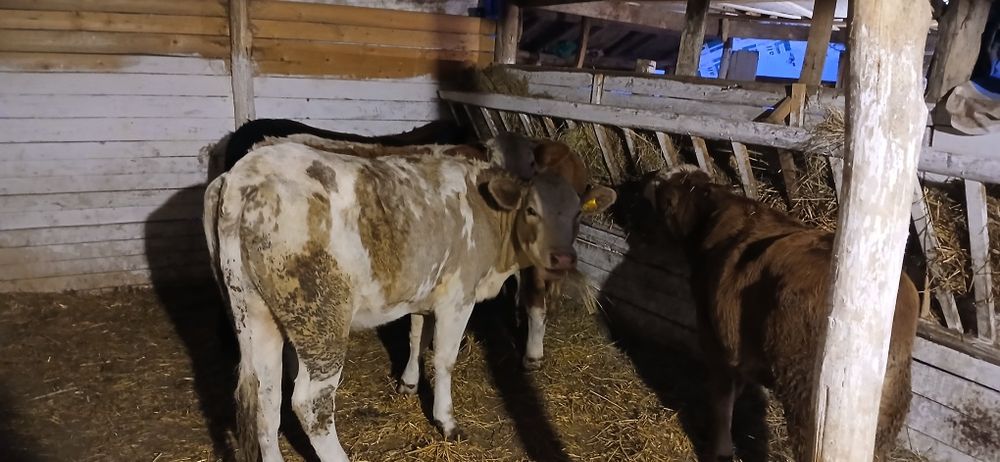 Vând viței mari înțărcati