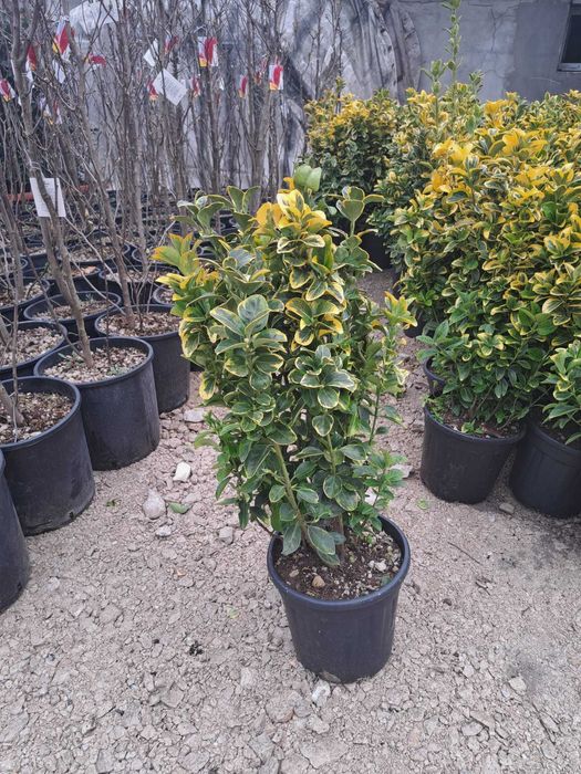 Tuia leylandi chiparos 1m-2,5m