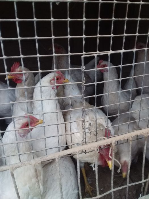 Tovuqlar soni 28 ta srochna sotiladi