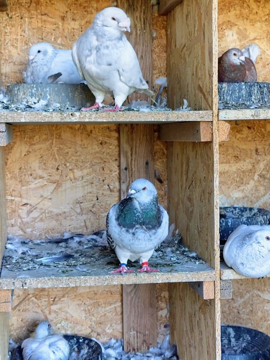 Porumbei standard românesc