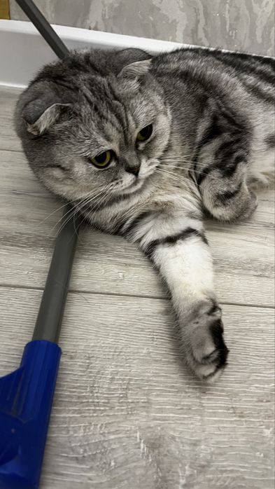 Вислоухая шотландская кошка