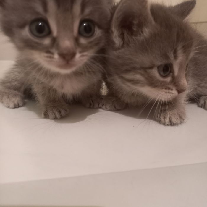 Котята породистые 1 месяц.