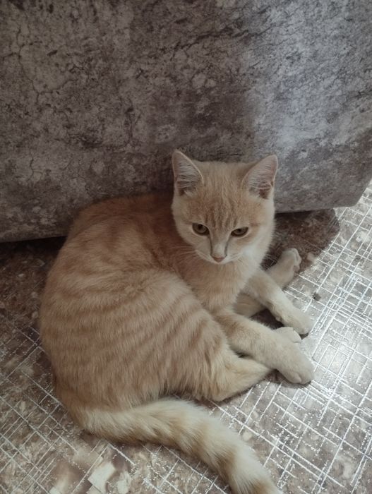 Отдам котёнка в хорошие руки ага кошки