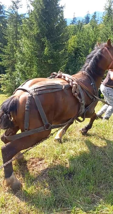 De vanzare sau schimb cu atv manz de 2 ani