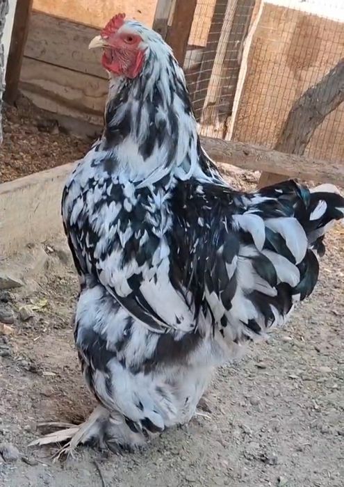 Мрамир брамалар сотилади.