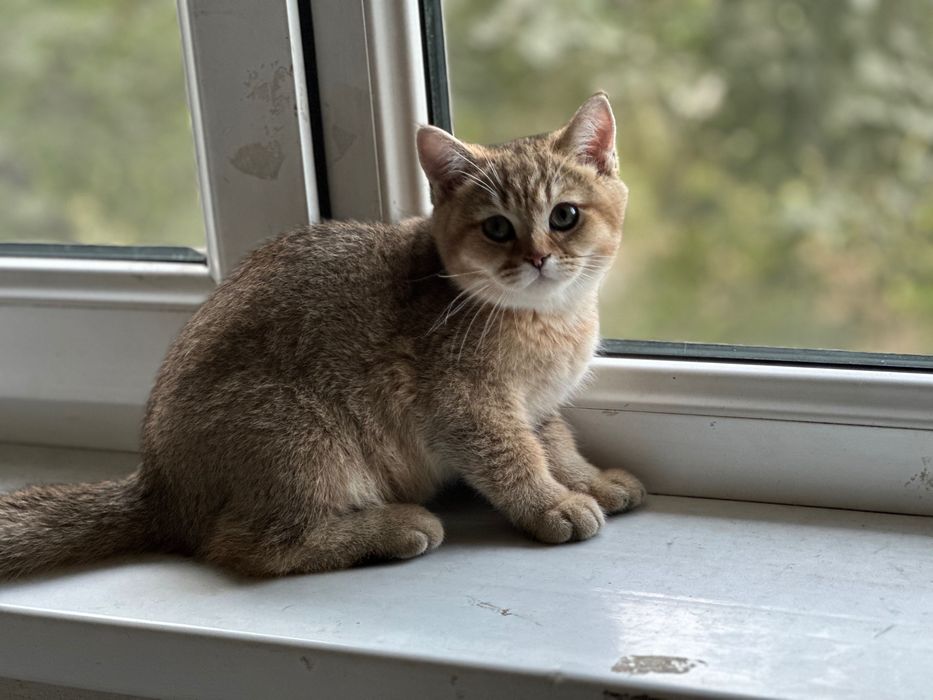 Продам котятки породистая шишила