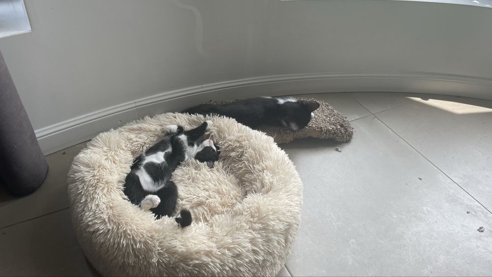 Pisoi dragalasi 3 Luni- Donatie