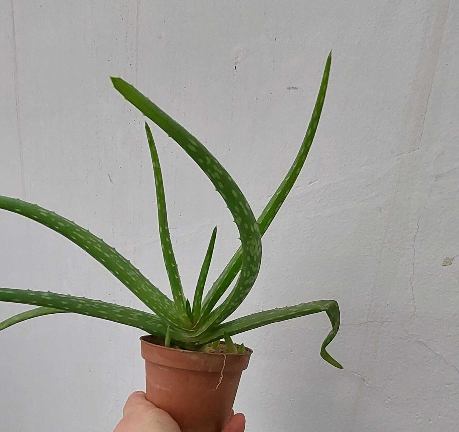 Aloe vera ghiveci