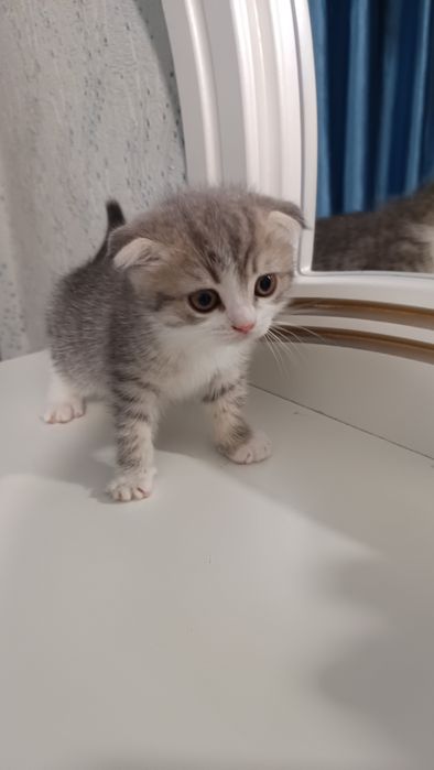 Продаётся котёнок скотиш фолд девочка