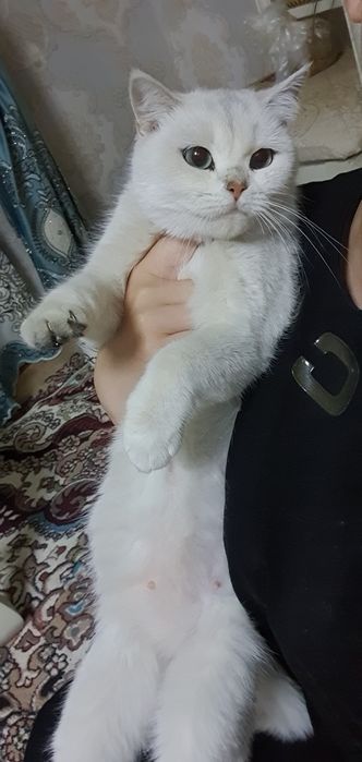 Британская серебристая шиншила