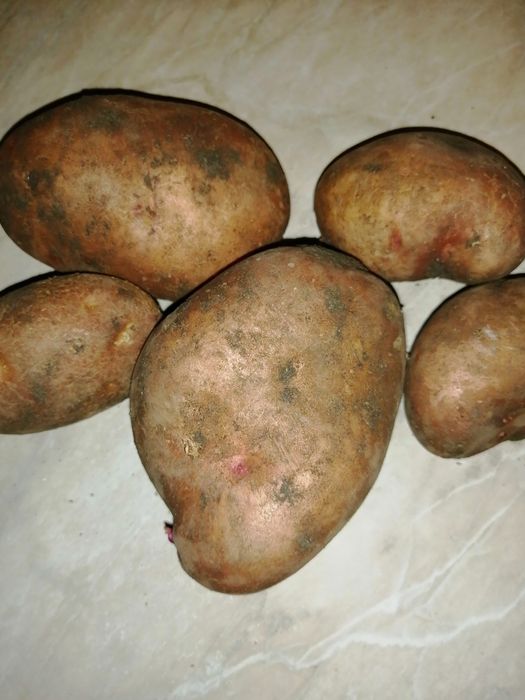 Продам садовую картошку