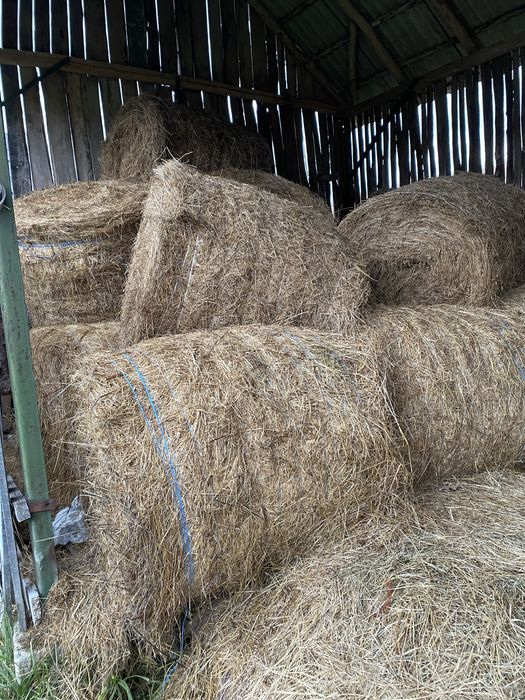 Vand baloti fan 2025